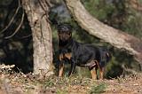 JAGDTERRIER ALLEMAND 084
